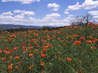 Schneebedeckter Erciyes Dağı über Hornmohnwiese